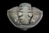 Wide, Enrolled Flexicalymene Trilobite - Removable From Shale #67669-3